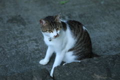 石段の下にて