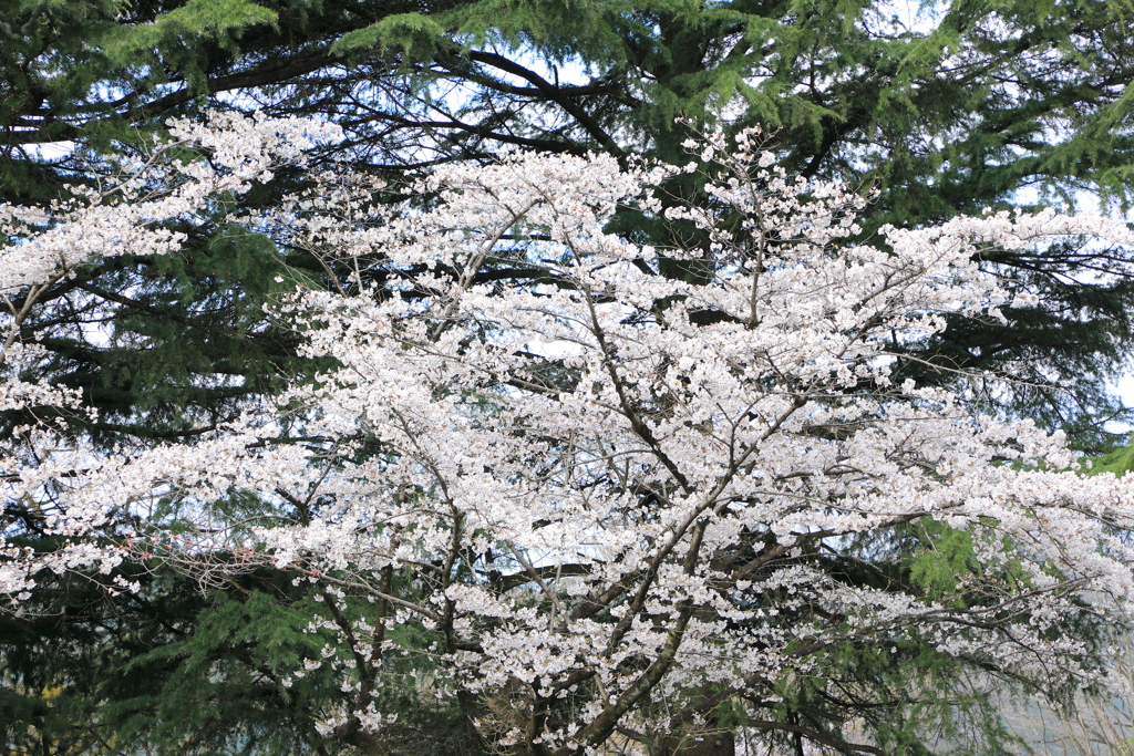 桜咲き誇る