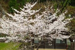 羽ばたく風