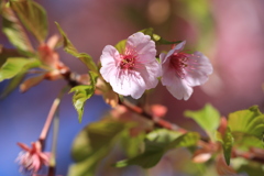 夫婦花