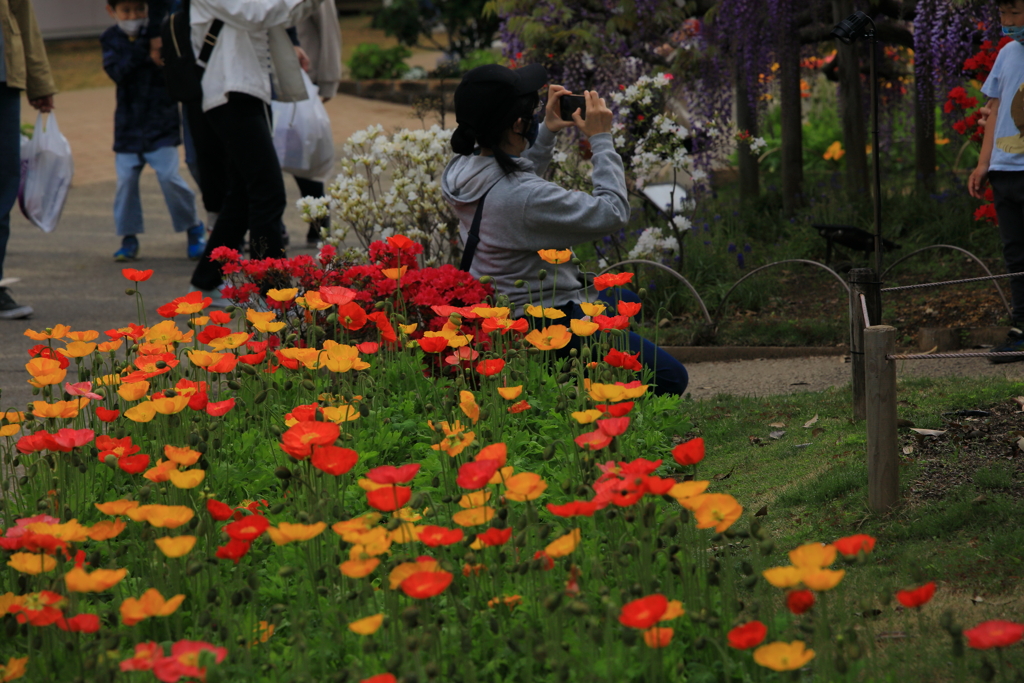 お花畑で写真を撮る人