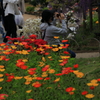 お花畑で写真を撮る人