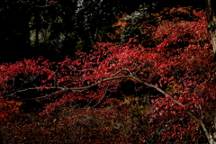 晩秋の色