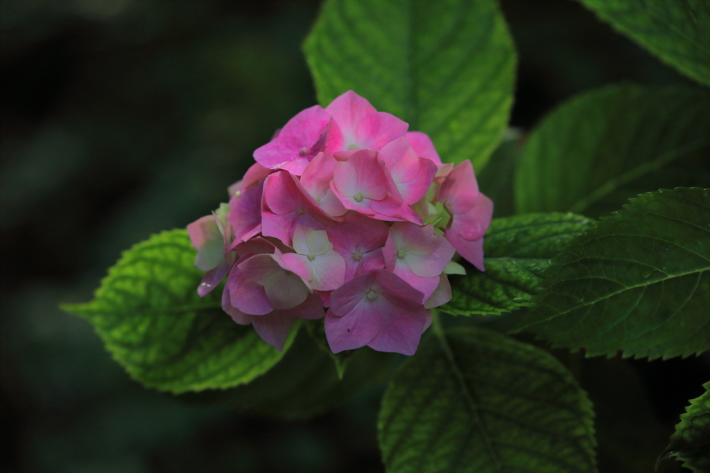 桜餅