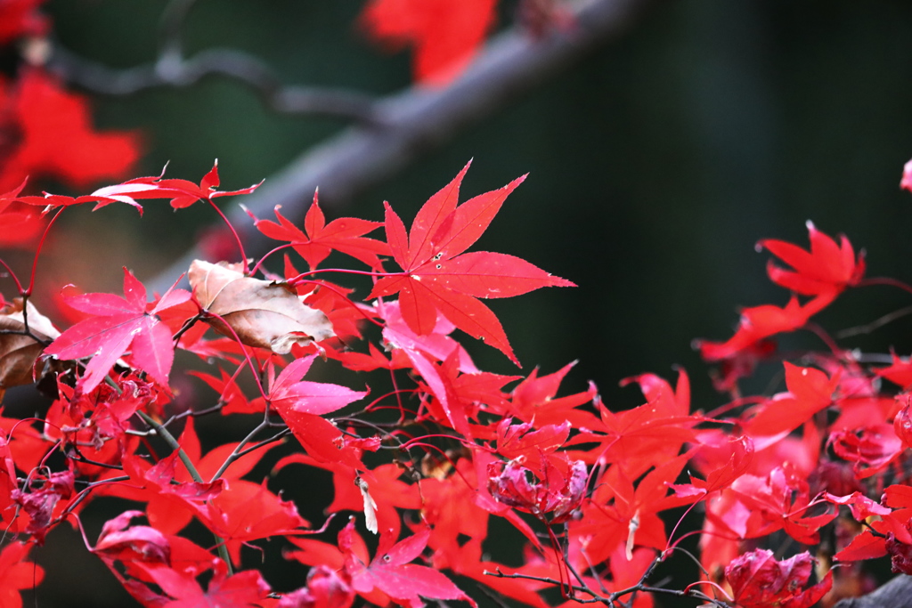 なごり紅葉 ３