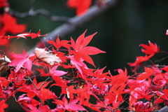 なごり紅葉 ３