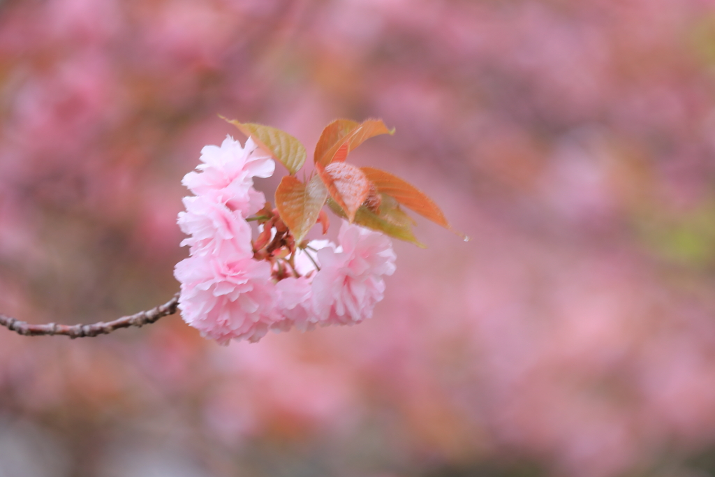 薄紅に浮かぶ優しさ