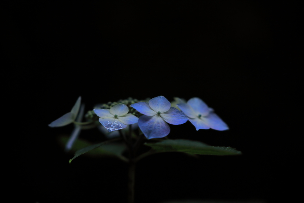 朝露の涙