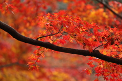 枝に絡まる紅葉