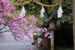 山門に咲く 山門に咲く