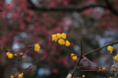 紅に映える蠟梅