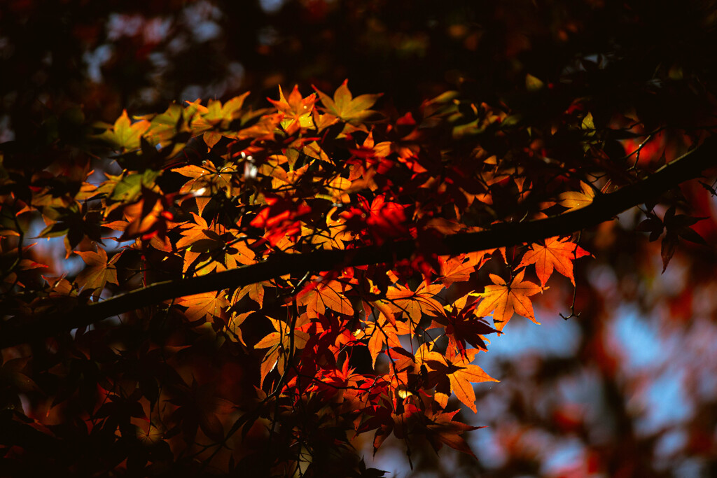 ステンドの煌めき