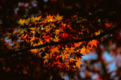 ステンドの煌めき