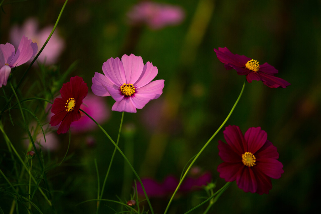 陽だまりの中で