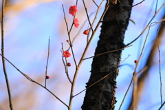 木枯らしに耐える紅