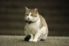 様子をうかがう