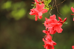 山の花 山の花