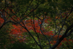 赤い陽だまり