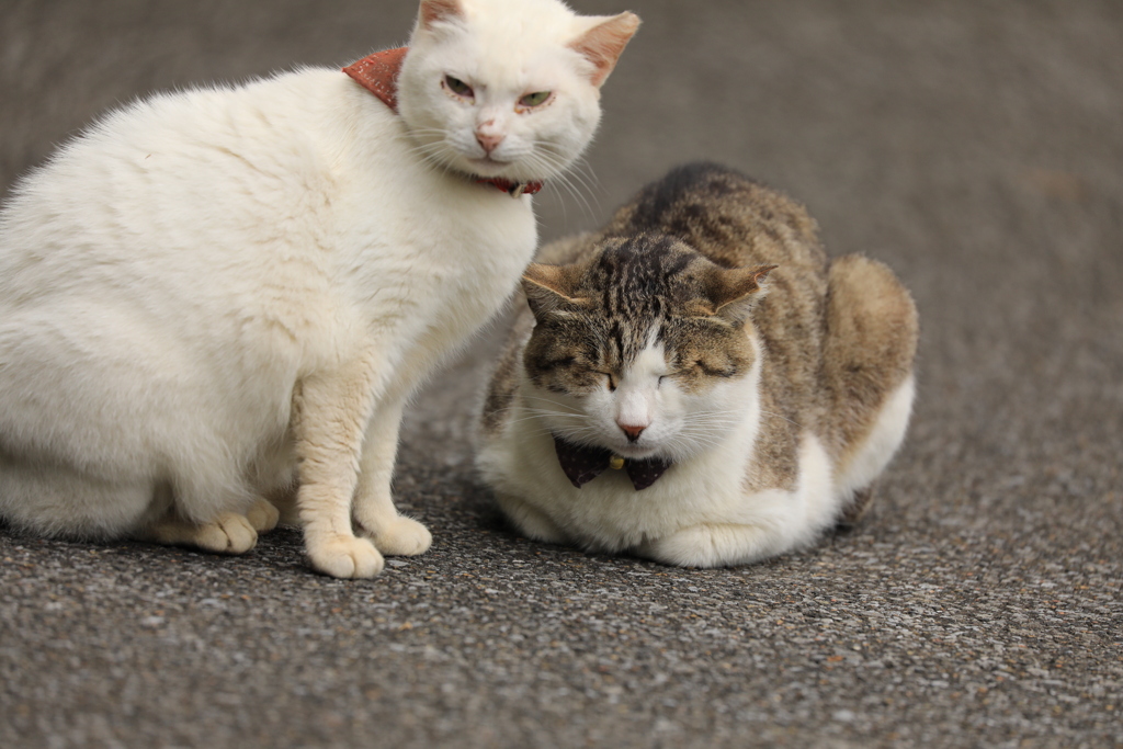 寄り添って