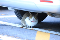 車の下から 車の下から