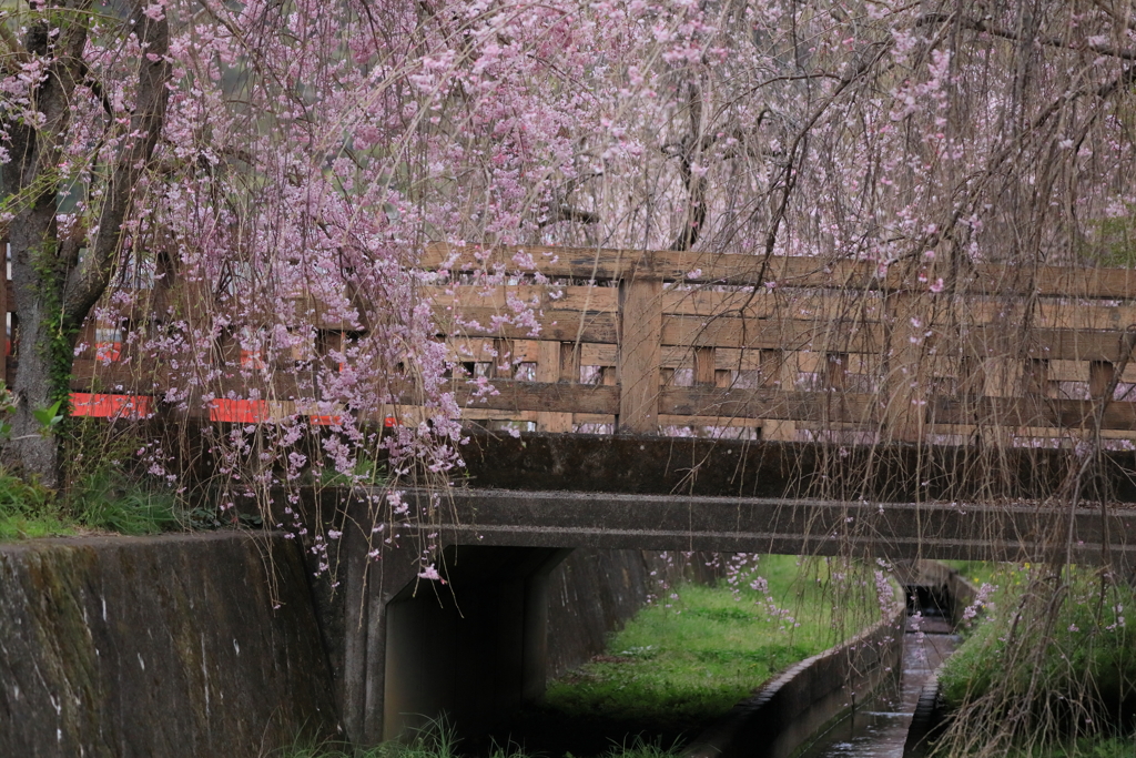 橋にかかるしだれ桜