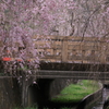 橋にかかるしだれ桜