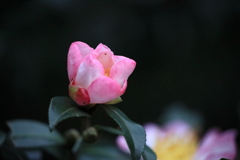開花に向けて 開花に向けて