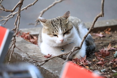 枯れ木に囲まれて
