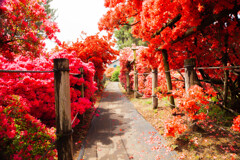 華の散歩道