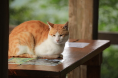 テーブルの上にて