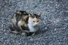 砂利の上にて