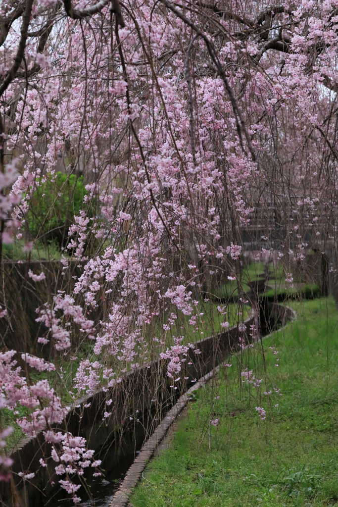 しだれ桜ここにあり