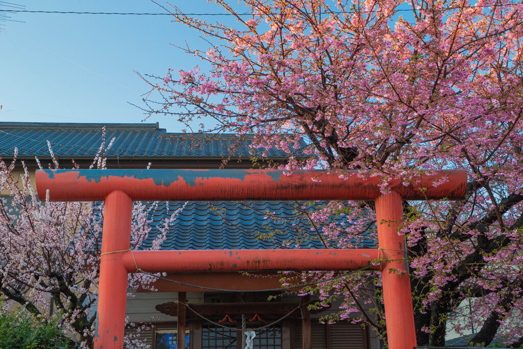 神社の朝
