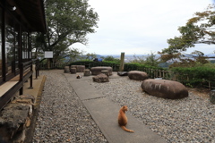 神社の庭にて