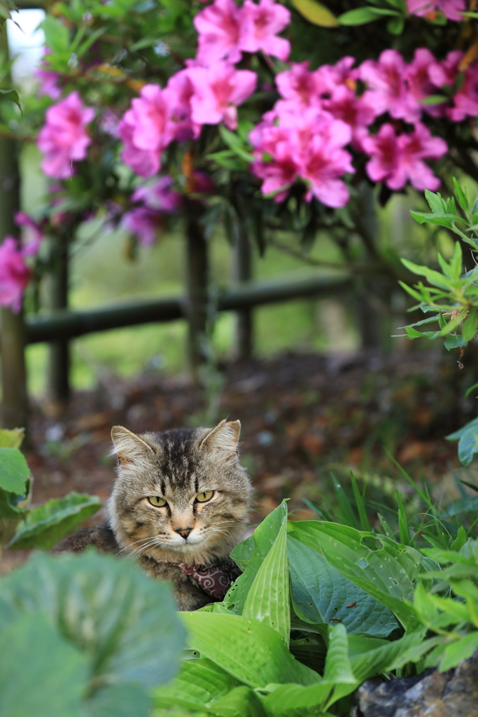 花と猫