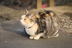 見上げる