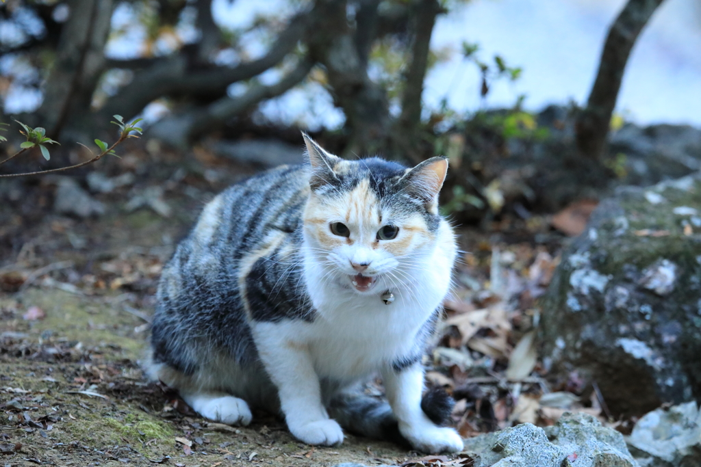 呼びかけるネコ