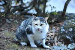 呼びかけるネコ