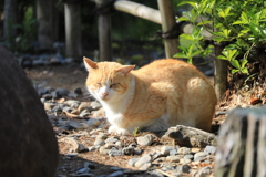 朝日にまどろむ
