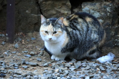みつめる