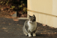 壁の前にて 壁の前にて