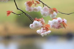 水辺に浮かぶ羽衣
