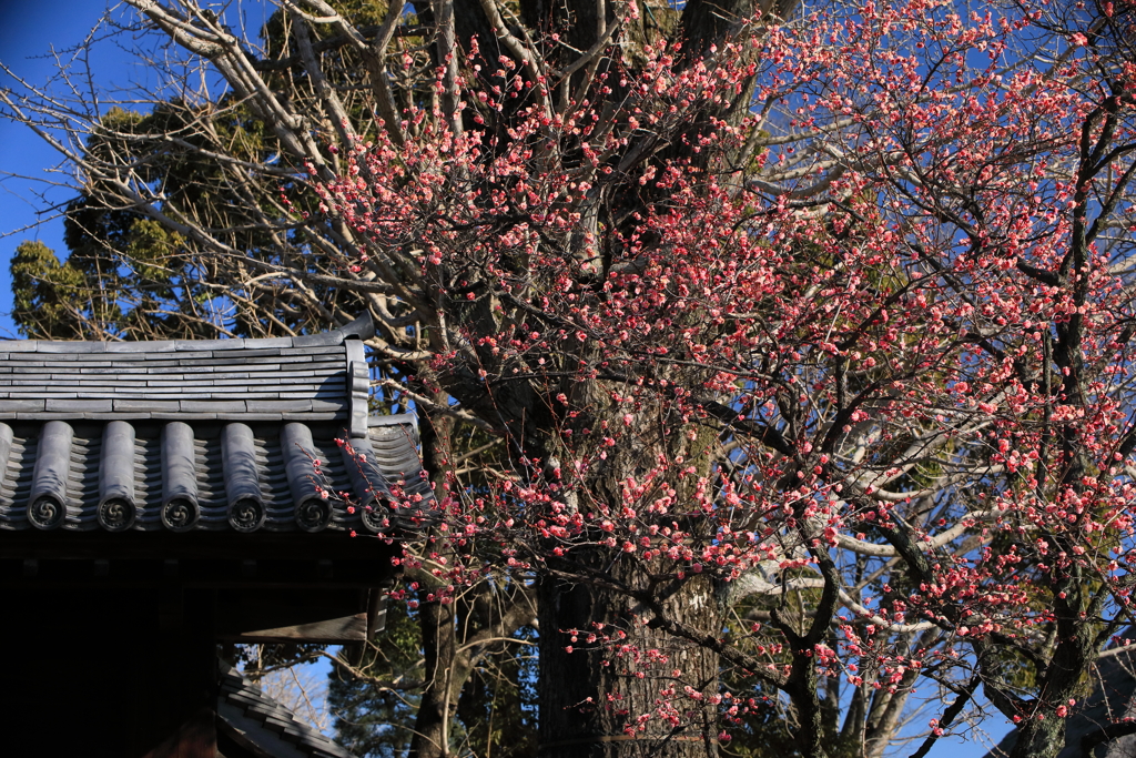 お寺の華やぎ