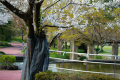 水辺の桜