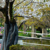 水辺の桜