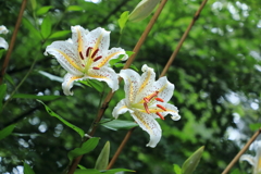 夫婦百合