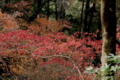 晩秋の紅葉 ７