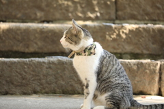 石段の前にて
