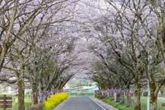 桜のトンネル　その２