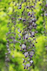 藤の花アップ